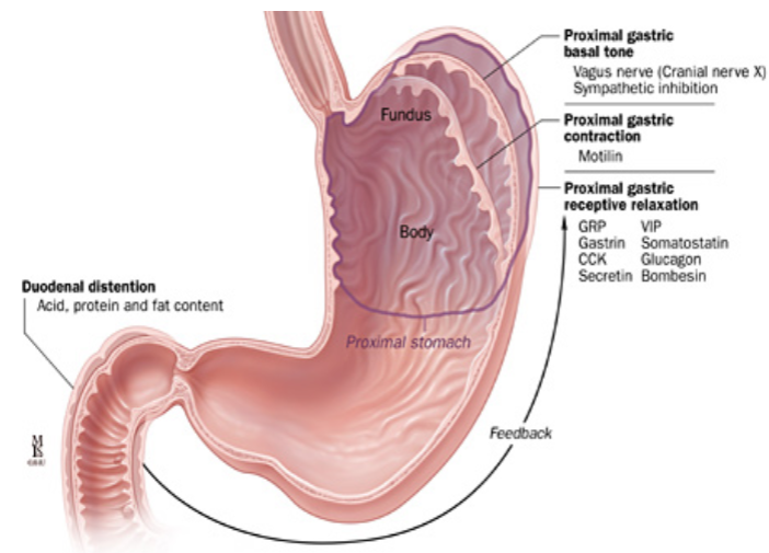 <p>☆ Released from the sympathetic nervous system; it <span class="tt-bg-green">mediates the relaxation of the proximal stomach</span>, possibly through vasoconstriction.</p>