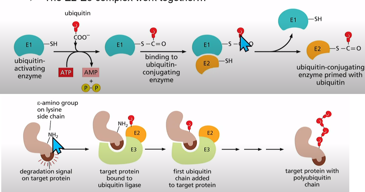 <p>Ubiquitin-conjugating system made up of 3 enzymes</p><p></p><p>E1: an ATP-dependent ubiquitin-activating enzyme creates an activated E1-bound ubiquitin (couple types)</p><p></p><p>E2: ubiquitin-conjugating enzyme accepts ubiquitin from E1 and exists as a complex with E3, a ubiquitin ligase that selects substrates. (30 types)</p><p></p><p>E2 and E3 work together</p><p></p><p>E3: Binds to specific degradation sequences and is added onto a lysine residue, forms a polyubiquitin chain (100's of types)</p><p></p><p>They all interact with each other with different specificities </p>