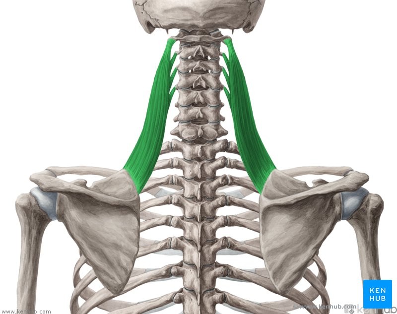 <p>FSE</p><p>First 3-4 Cervical vertebrae</p><p>Superior angle of scapula</p><p>Elevates scapula</p><p></p><p>Scapula</p>