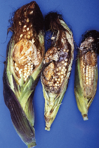 <p>Describe ergot and its role in uterine contraction. (3)</p>