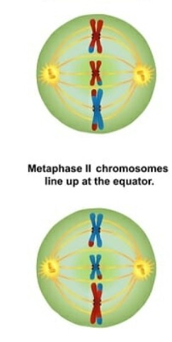 <p>Division cellulaire reproductrice (méiose 2): Métaphase II</p>