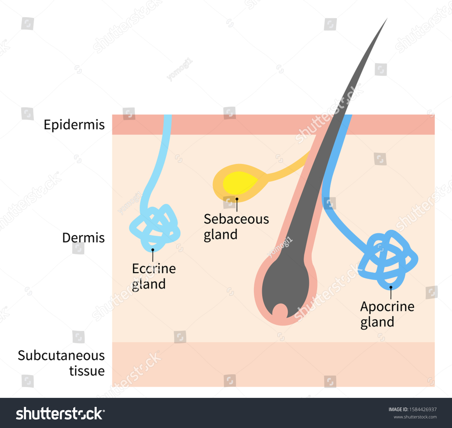 <p>The hair follicle interacts with other structures like <strong>apocrine glands, sebaceous glands, the arrector pili muscle, and nerve receptors.</strong></p><p>It is involved in various functions like hair growth and sensation.</p>