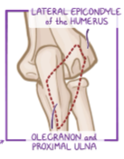 <p>Lateral surface of olecranon and the proximal ulna</p>