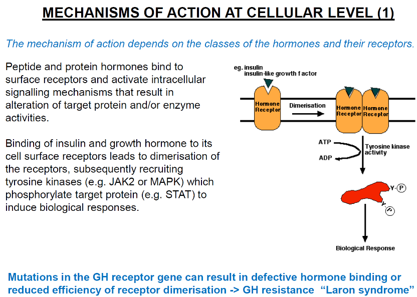 <p>Peptide and protein hormones bind to <strong>surface receptors</strong> on the target cell.</p><p>This activates <strong>intracellular signalling mechanisms</strong> that lead to changes in <strong>target protein</strong> and/or <strong>enzyme activities</strong>.</p><p>These actions result in the <strong>alteration of cellular functions</strong>.</p>