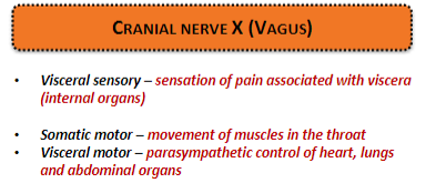 <p><strong>Visceral sensory:</strong> Detects <strong>pain</strong> associated with <strong>viscera</strong> (internal organs).</p><p><strong>Somatic motor:</strong> Controls movement of muscles in the <strong>throat</strong>.</p><p><strong>Visceral motor:</strong> Provides <strong>parasympathetic control</strong> of the <strong>heart</strong>, <strong>lungs</strong>, and <strong>abdominal organs</strong>.</p>