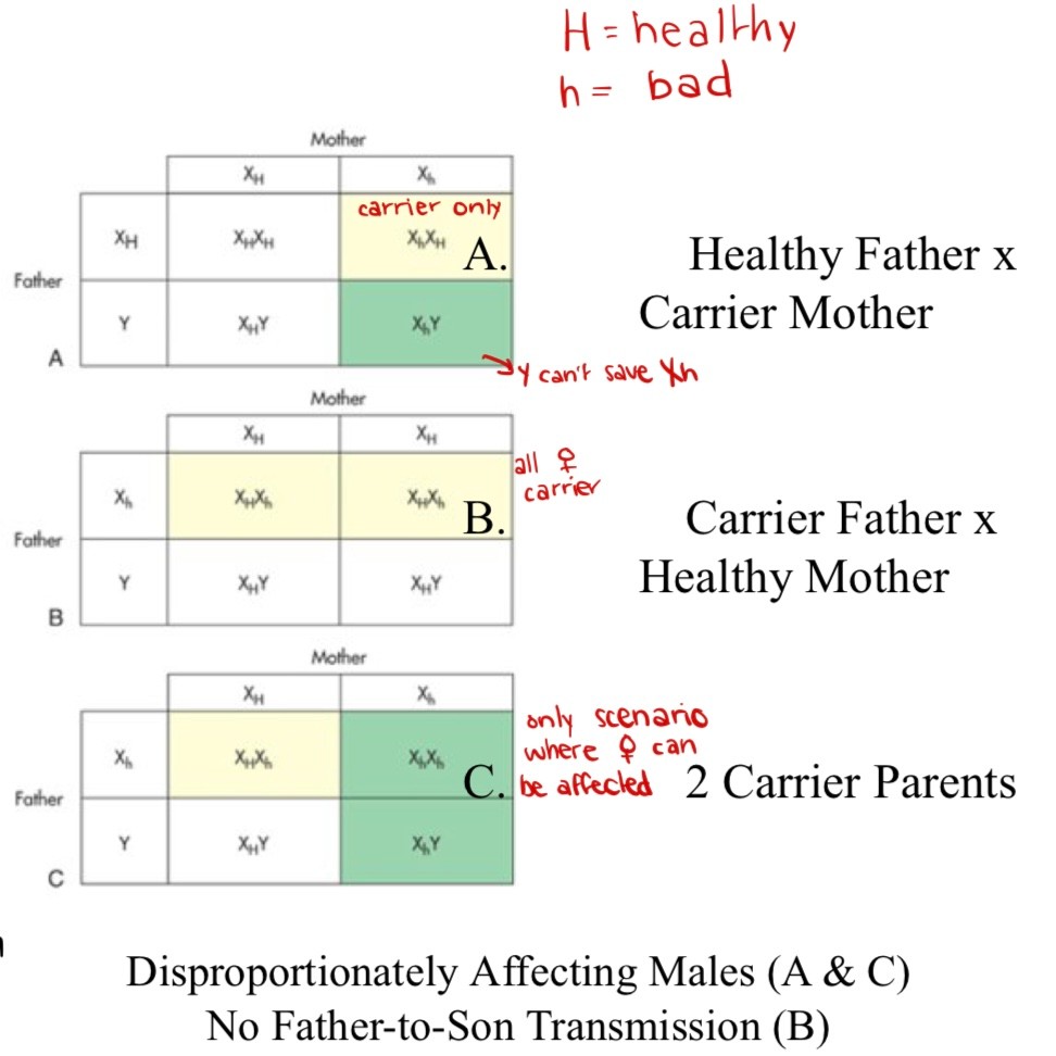 <p>healthy dad x carrier mom</p><p>carrier dad x healthy mom</p><p>2 carrier parents (only scenario where female can be affected)</p>