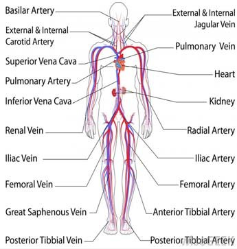 <p>Is responsible for carrying blood between the heart and the rest of the body's tissues and organs</p>