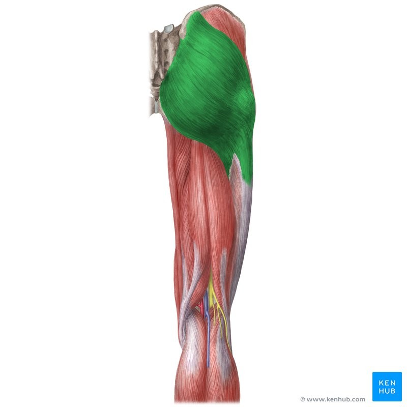 <p>IIE</p><p>iliac crest, sacrum, coccyx</p><p>iliotibial tract of fascia latae and gluteal tuberosity</p><p>Extends, abducts and rotates femur laterally</p><p>Hip</p>