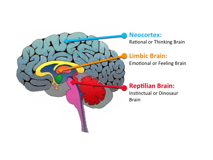 <p>The amygdala receives input from the neocortex, including all lobes, hippocampal, and cingulate gyri.</p><p>The basolateral nuclei of the amygdala receive information from all sensory systems.</p><p>The corticomedial and central nuclei are involved in processing emotional information.</p><p>The amygdala has output to the hypothalamus, a region involved in the expression of emotion, through the stria terminalis and ventral amygdalofugal pathway.</p>