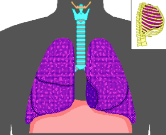 <p>Ventilation ("breathing"): </p><p>-Movement of air IN and OUT of the lungs</p>