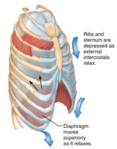 <p>inspiratory muscles</p><p>diaphragm</p><p>superiorly</p><p>external intercostals</p><p>ribs </p><p>sternum</p>