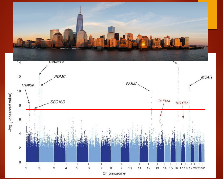 <p><strong>GWAS results</strong> are presented as a Manhattan plot.</p><p><strong>X-axis</strong> represents the position of the SNP on the chromosome.</p><p><strong>Y-axis</strong> represents the –log10(p-value) of the association between the SNP and the disease.</p><p><strong>Typically</strong>, more than 1 million SNPs are plotted in the results.</p>