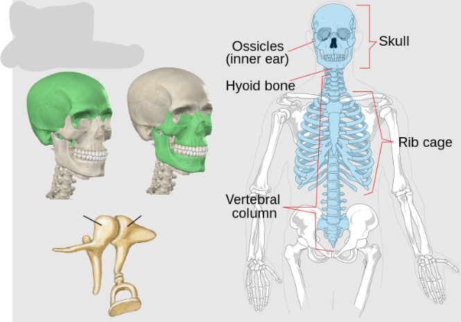 <p>Skull (Neurocranium and viscerocranium)</p><p>Ossicles</p><p>Hyoid bone</p><p>Vertebral column (Cervical (7), Thoracic (12), Lumbar (5), Sacrum (5 fused), Coccyx (4 fused))</p><p>Thorax (Ribs, Sternum)</p>