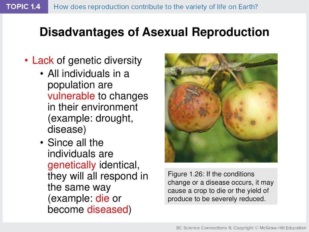 (1) As members of the population are genetically identical no members can withstand the environment changes that occur in their habitat.
(2) If the population is challenged by a disease or predator all the members of the population would equally get affected as they are genetically identical to each other.
(3)The genetic variation produced during DNA copying is negligible to bring about a characteristic changes in the features.