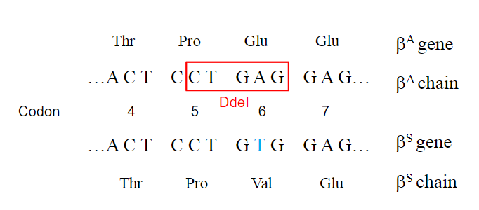 <p>How does a single nucleotide change affect restriction enzyme sites in sickle cell anemia? (2)</p>