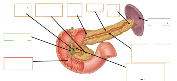 <p>Name these parts of the pancreas:</p>