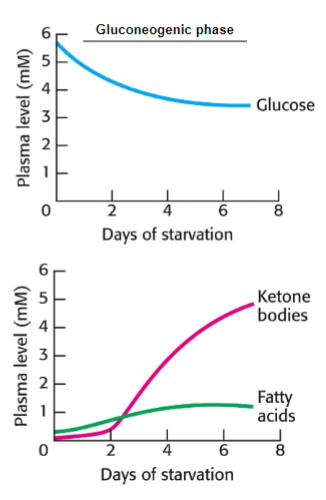<p>• Glycogen stores depleted• Increased lipolysis and ketogenesis• Increased gluconeogenesis to maintainblood glucose• 60hrs FA account for ¾ energy provision• After 8 days β-hydroxybutyrate is raised50 fold• Further starvation sees the kidney takeover gluconeogenesis from the liver</p>