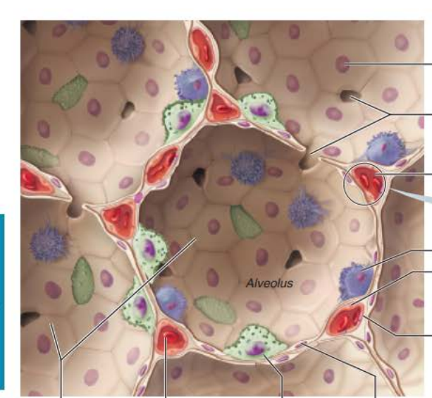 <p><strong>Alveoli </strong></p><p><strong><u>Respiratory Membrane component</u></strong></p><p><u>Type 1 alveolar cells </u></p><p>_________ __________ cells compose the ______ of the alveoli</p>