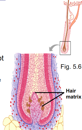 <p>What makes up the hair follicle?</p>