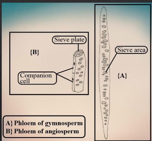 <p>- used by <strong>Gymnosperms and Angiosperms</strong></p><p>- tracheid-like cells</p><p>-no sieve plates or companion cells</p>