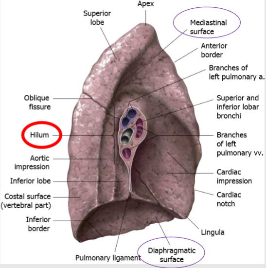 <p>The hilum is located on the medial aspect of each lung and serves as the site where the arteries, veins, and nerves enter and exit the lung.</p>