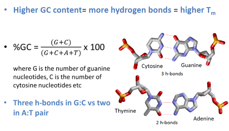 <p>Higher GC content leads to more hydrogen bonds, resulting in a higher Tm.</p>