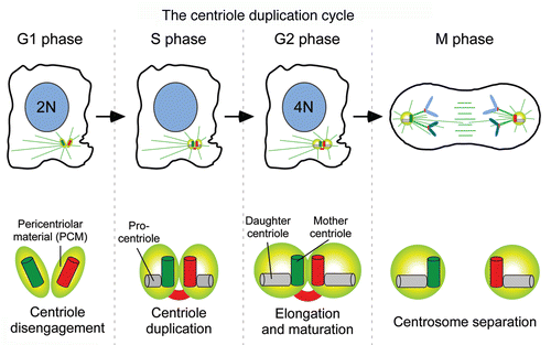 <p>• <span class="tt-bg-blue">microtubule-organizing centre </span>in animal cells• centrosome <span class="tt-bg-yellow">consists of a pair of centrioles surrounded by pericentriolar material</span>• duplicated during interphase• migrate to opposite poles in preparation for M phase</p>