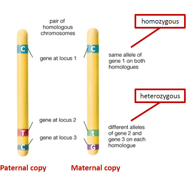 <p><strong>Chromosome Pair</strong>: Homozygosity and heterozygosity refer to the alleles at the same loci on homologous chromosomes.</p><p><strong>Homozygosity</strong>: If the alleles at a given locus are the same, the individual is homozygous for that trait.</p><p><strong>Heterozygosity</strong>: If the alleles at a given locus are different, the individual is heterozygous for that trait.</p>