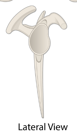 <p>Parts of the lateral scapula </p>