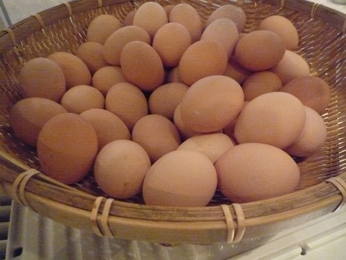 <p>egg</p>