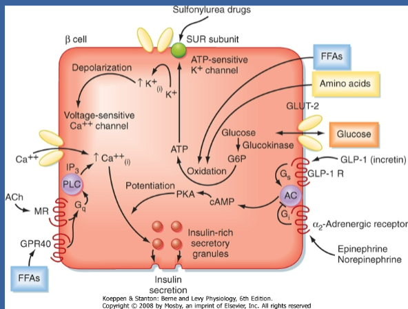 <p>☆β cells lack a specific glucose receptor.</p><p>☆Instead, GLUT2 and glucokinase serve as sensors.</p><p>☆When glucose enters the β cell via GLUT2, it undergoes phosphorylation by glucokinase (initiates the krebs cycle).</p><p>☆This process leads to an increase in ATP levels due to glucose oxidation, serving as the effector for sensing the rise in glucose.</p>