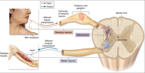 • A receptor that senses the stimulus.
• An afferent neuron that carries the signal to the CNS.
• A center that decides how to respond.
• An effector that performs the response.
