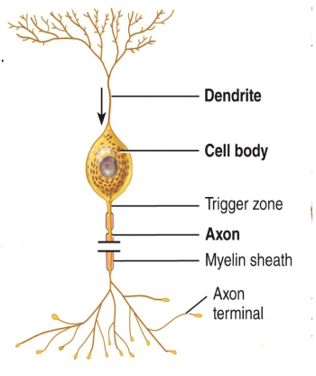 <p>What kind of neuron is this and where can it be found?</p>