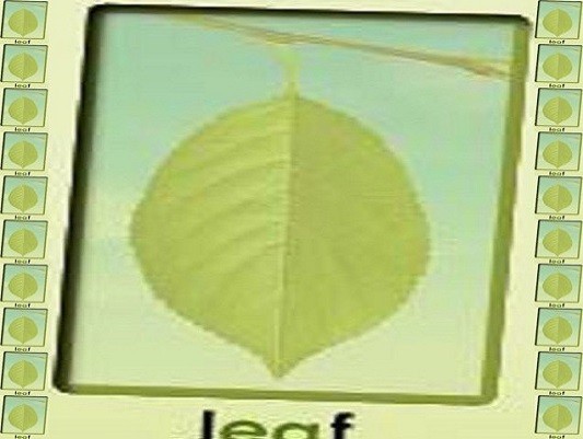 leaf