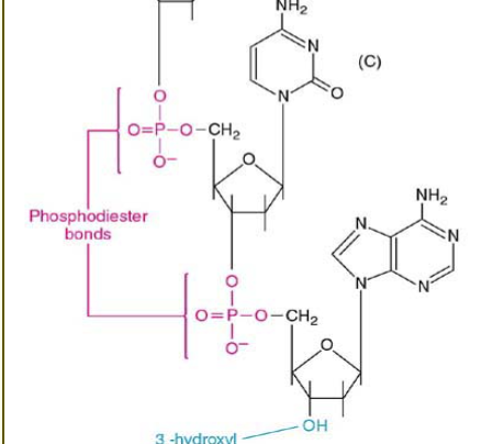 <p>Phosphodiester bond, a phosphate connects 2 sugars</p>