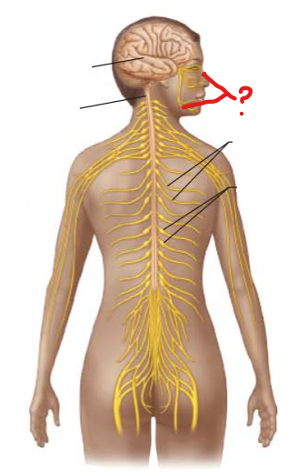 <p>identify and is it PNS or CNS?</p>