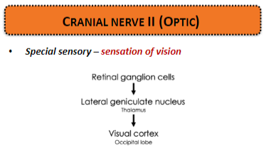 <p><strong>Special sensory:</strong> Responsible for the <strong>sensation of vision</strong>.</p>