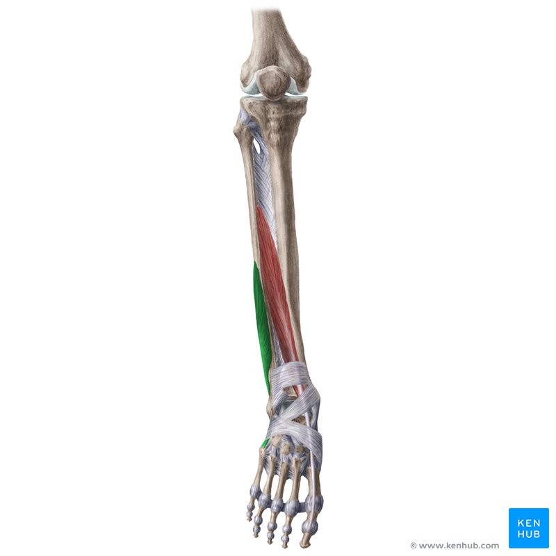 <p>B5E</p><p>Body of fibula</p><p>5th metatarsal</p><p>Everts; assists in extension of foot at ankle</p><p>Ankle</p>