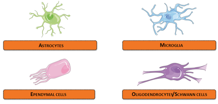 <p>Glial cells can be classified into four categories based on structure and function:</p><p>Oligodendrocytes/Schwann cells</p><p>Astrocytes</p><p>Microglia</p><p>Ependymal cells</p>