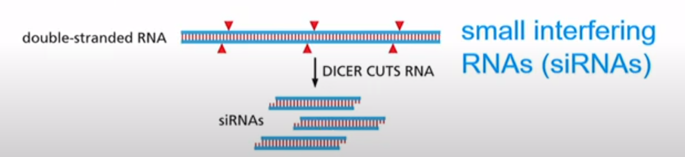 <p>Virus make double stranded RNAs. RNAi destroys double stranded RNA through Dicers. The leftover parts are siRNAs. Make a RISC out of those and inhibit viral particles</p>