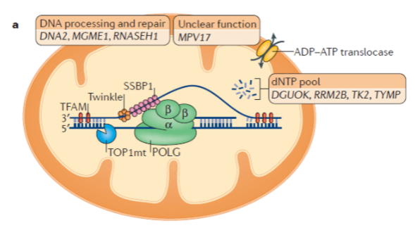 <p>mtDNA encodes 13 proteins involved in oxidative phosphorylation (OXPHOS).</p><p>OXPHOS requires more than 100 proteins, most of which are encoded by nuclear DNA.</p><p>For mtDNA to produce these 13 proteins, it must undergo replication, transcription, and translation.</p>