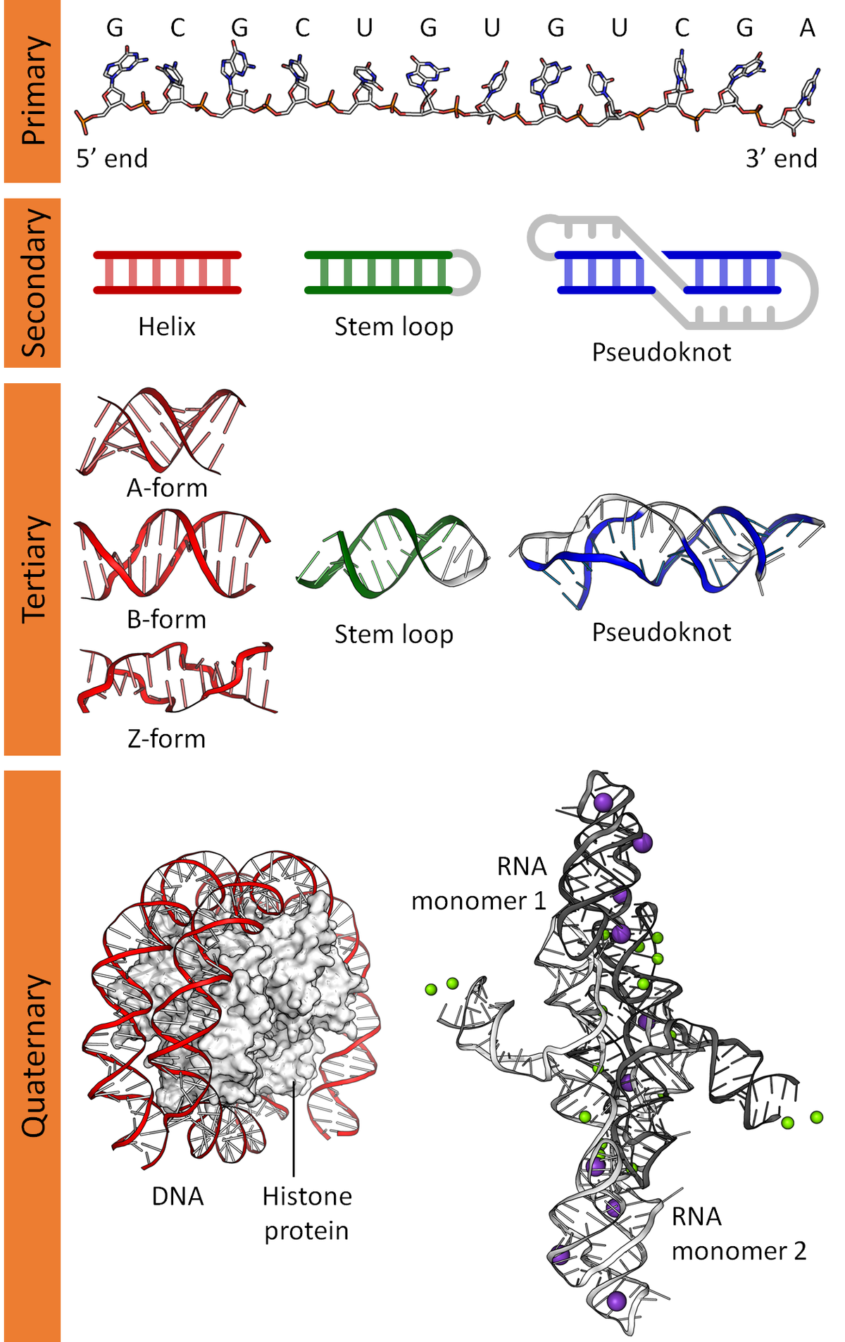 <p>•Primary-sequence of bases (DNA sequencing)</p><p>• Secondary-helical structure (X-ray and chemistry)A, B, Z-DNA, 3- and 4-stranded DNA Holliday junctions, hairpin loops</p><p>• Tertiary-DNA supercoiling (Electron microscopy)</p><p>• Quaternary- interlocked chromosomes; DNA complexed with proteins in chromatin</p>