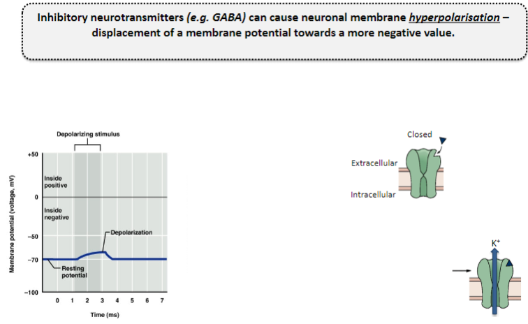 <p>Inhibitory neurotransmitters, such as GABA, bind to receptors and cause the opening of ion channels.</p><p>This leads to an influx of Cl⁻ ions or efflux of K⁺ ions, which makes the membrane potential more negative, resulting in hyperpolarization.</p>