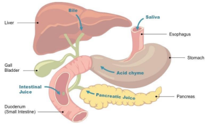 <p>-First 10 inches of small intestine</p><p>-Receives secretions from pancreas and bile from liver</p><p>-Emulsification of fats; neutralize chyme</p>