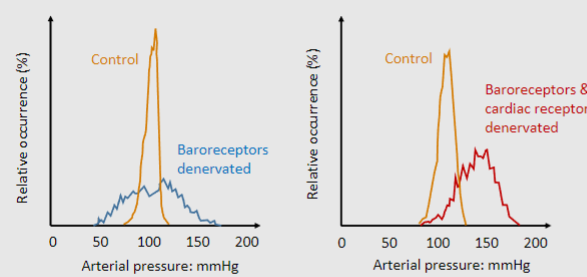 <p><u>When afferent fibers from baroreceptors are removed:</u></p><p>-Arterial pressure varies enormously</p><p>-Means of regulation aren't significantly different</p><p><u>When afferent fibers from cardiac receptors are also removed:</u></p><p>-Arterial pressure still varies significantly</p><p>-The means of regulation become notably different</p>
