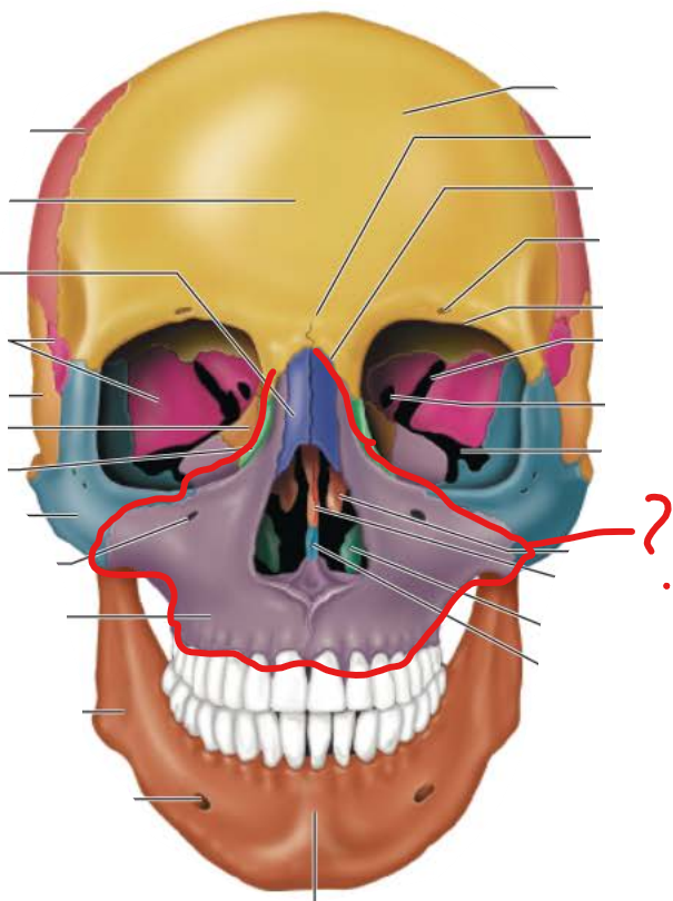 <p>Maxillary Bone</p>