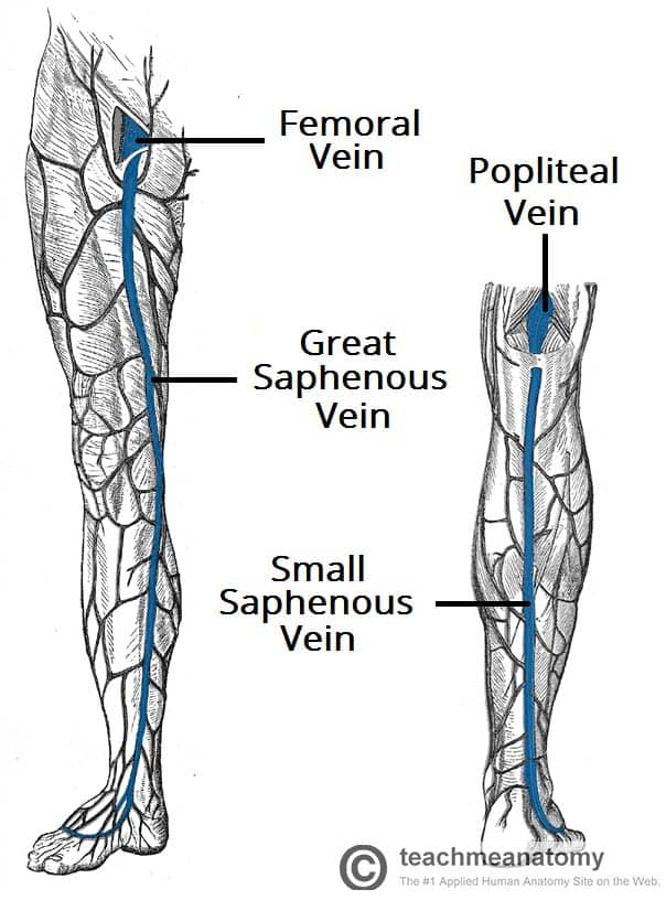 <p>🍀Ascends on the posterior side of the leg.</p><p>🍀Drains into the deep popliteal vein in the fossa.</p>