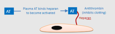 <p>Antithrombin (AT) is a small protein molecule made by the liver that circulates in the plasma.</p><p>Heparan expressed by endothelial cells binds to AT, causing a conformational change that activates AT.</p><p>The activated AT then inactivates thrombin, factor Xa, factor VII, and other components of the clotting cascade.</p>
