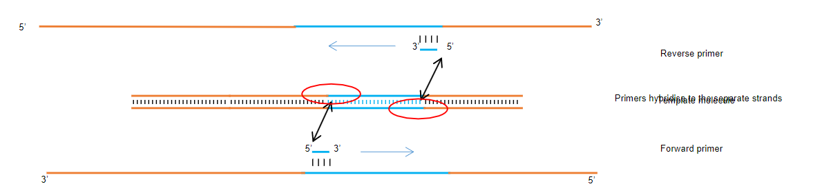 <p>PCR is a method to specifically amplify segments of DNA.</p><p>It is specific only if annealing is undertaken at the melting temperature (Tm) of the primers, preventing mismatched base pairing.</p><p>Specificity stems from the complementarity of the primers.</p>