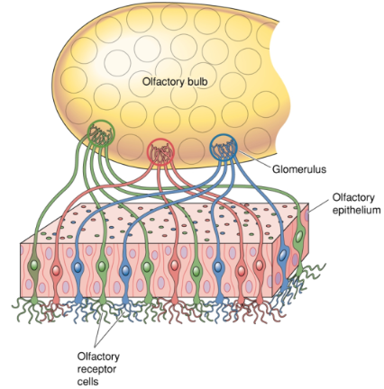 <p><strong>Olfactory receptor cells</strong> send their axons into the <strong>olfactory bulb</strong>.</p><p>Olfactory receptor cells that express the same receptor proteins project to the same <strong>glomeruli</strong> in the olfactory bulb.</p><p>Signals are relayed within the <strong>glomeruli</strong>.</p><p>These signals are then transmitted to <strong>higher regions of the brain</strong> for further processing.</p>